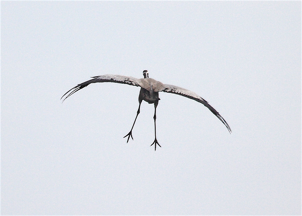 kraanvogel