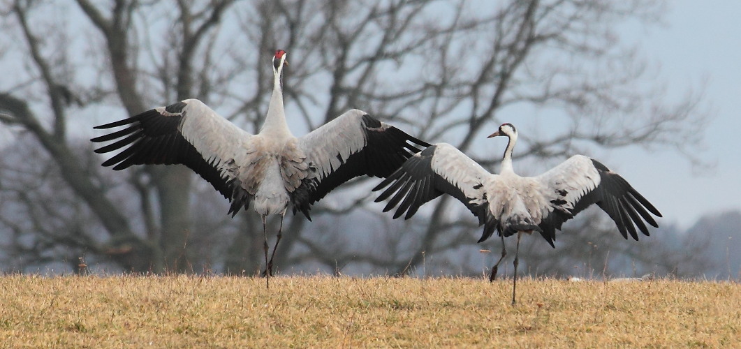 kraanvogels