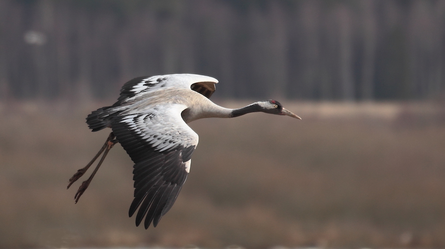 kraanvogel