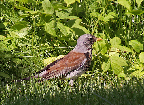 kramsvogel